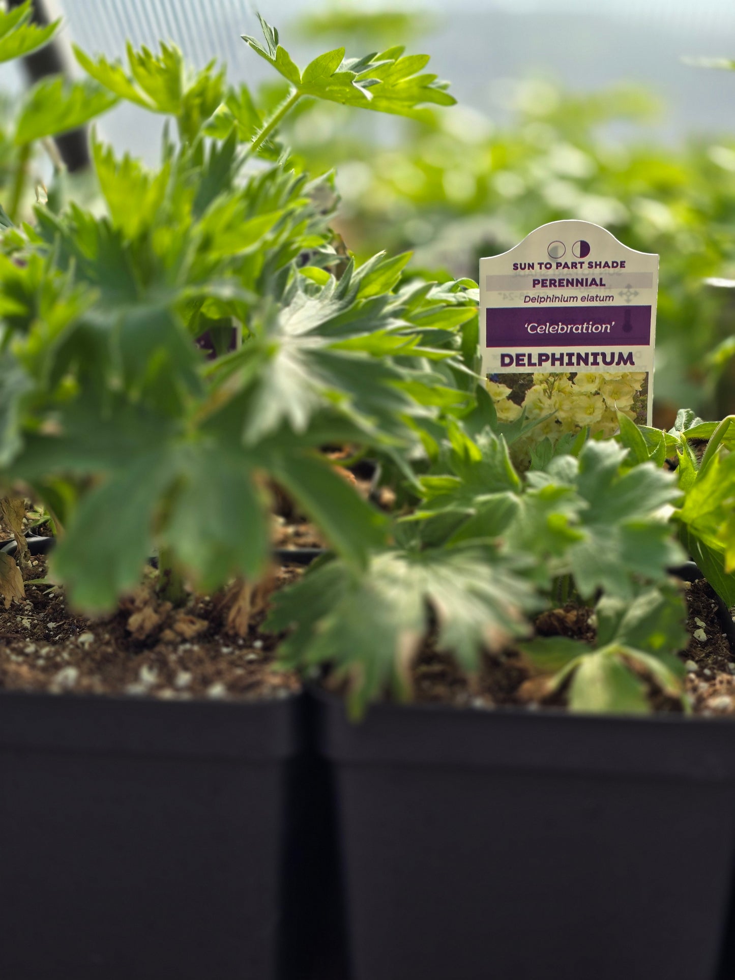 Delphinium Seedlings