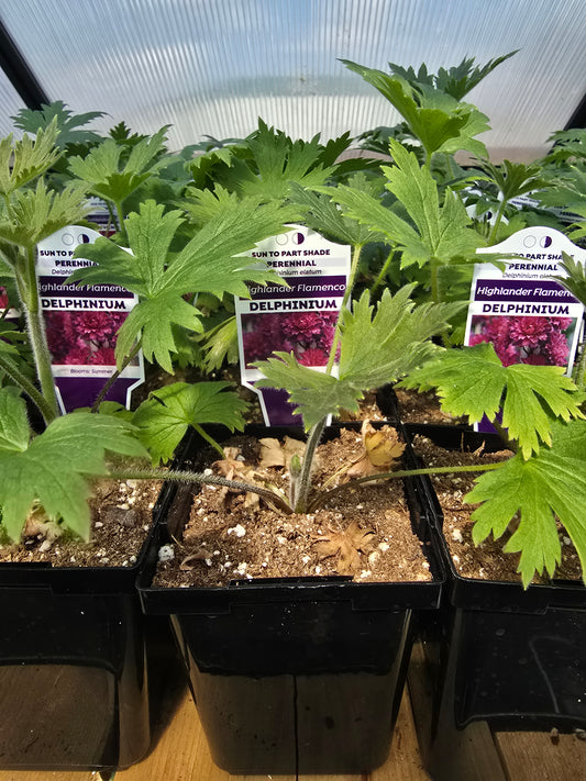 Delphinium Seedlings