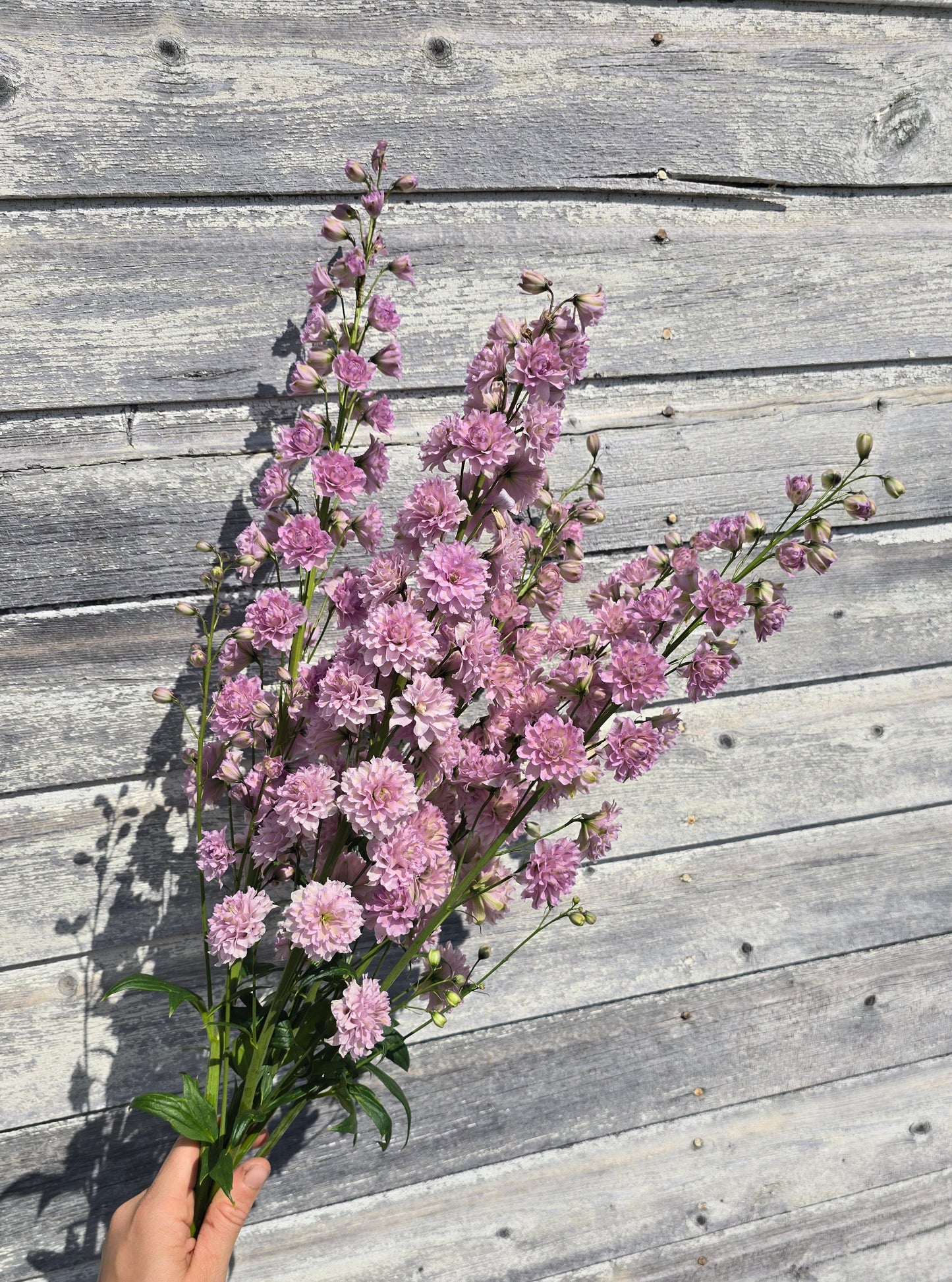 Highlander Mystery Sensation