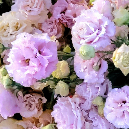 Lisianthus Starter Plants