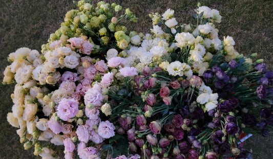 Growing Lisianthus in Zone 3