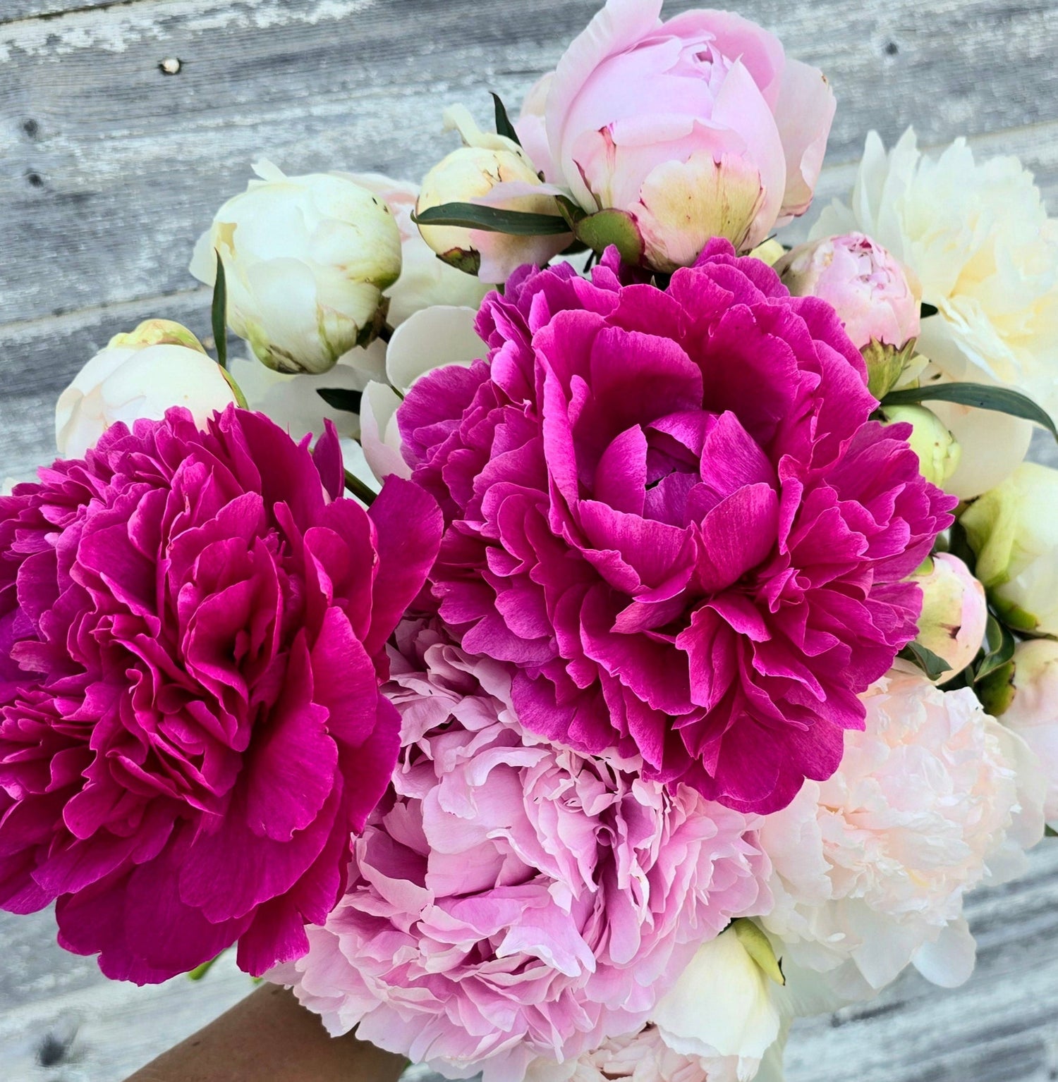 Peony