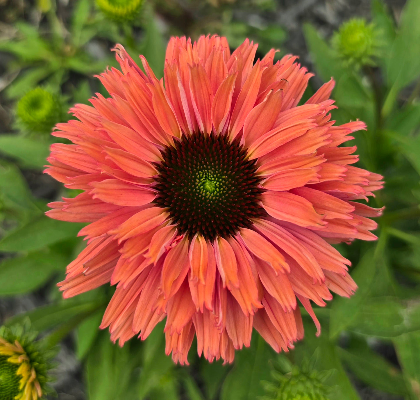 Echinacea Seedlings