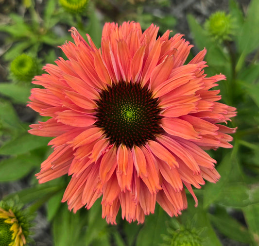 Echinacea Seedlings