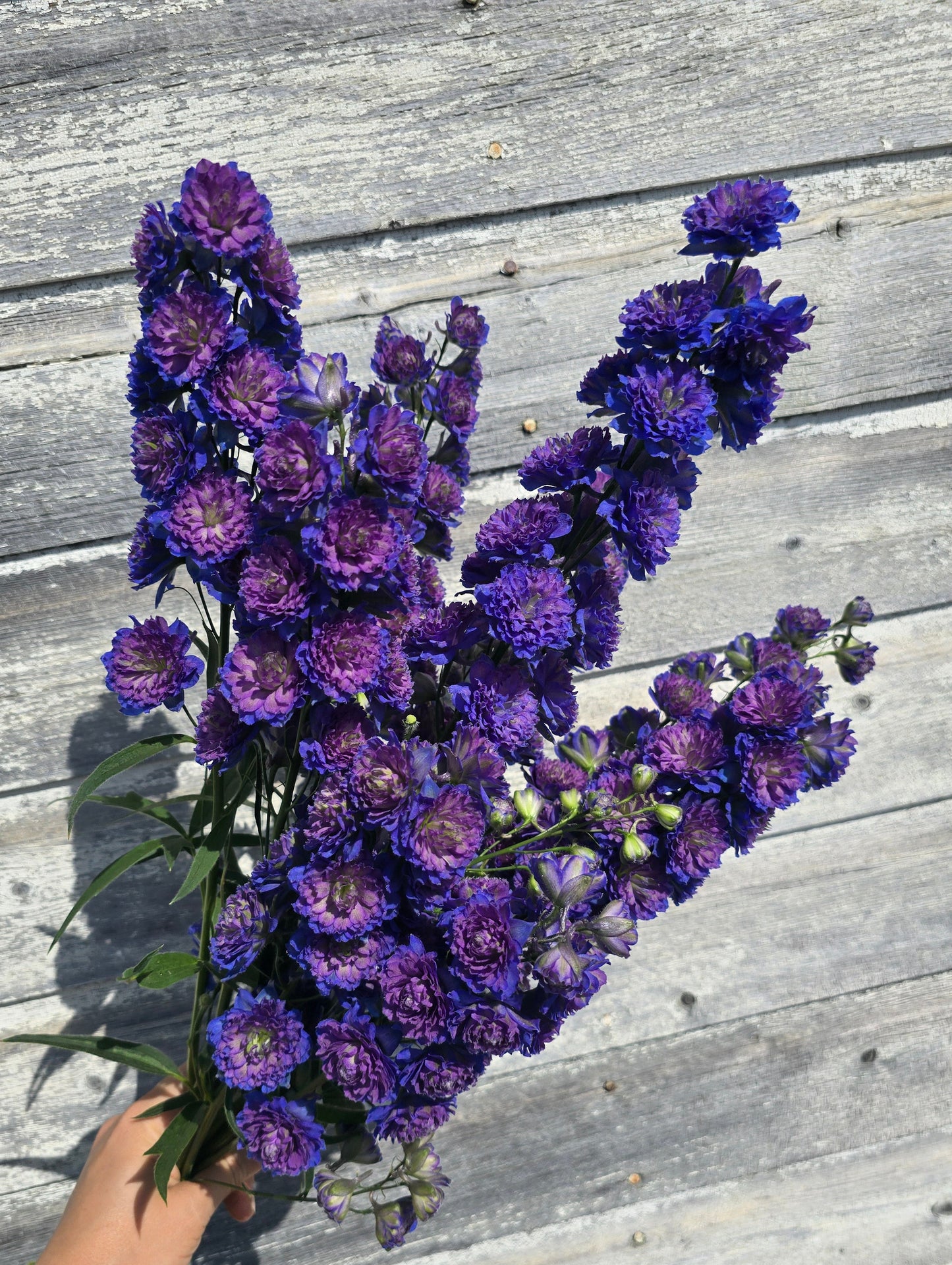 Highlander Sweet Sensation