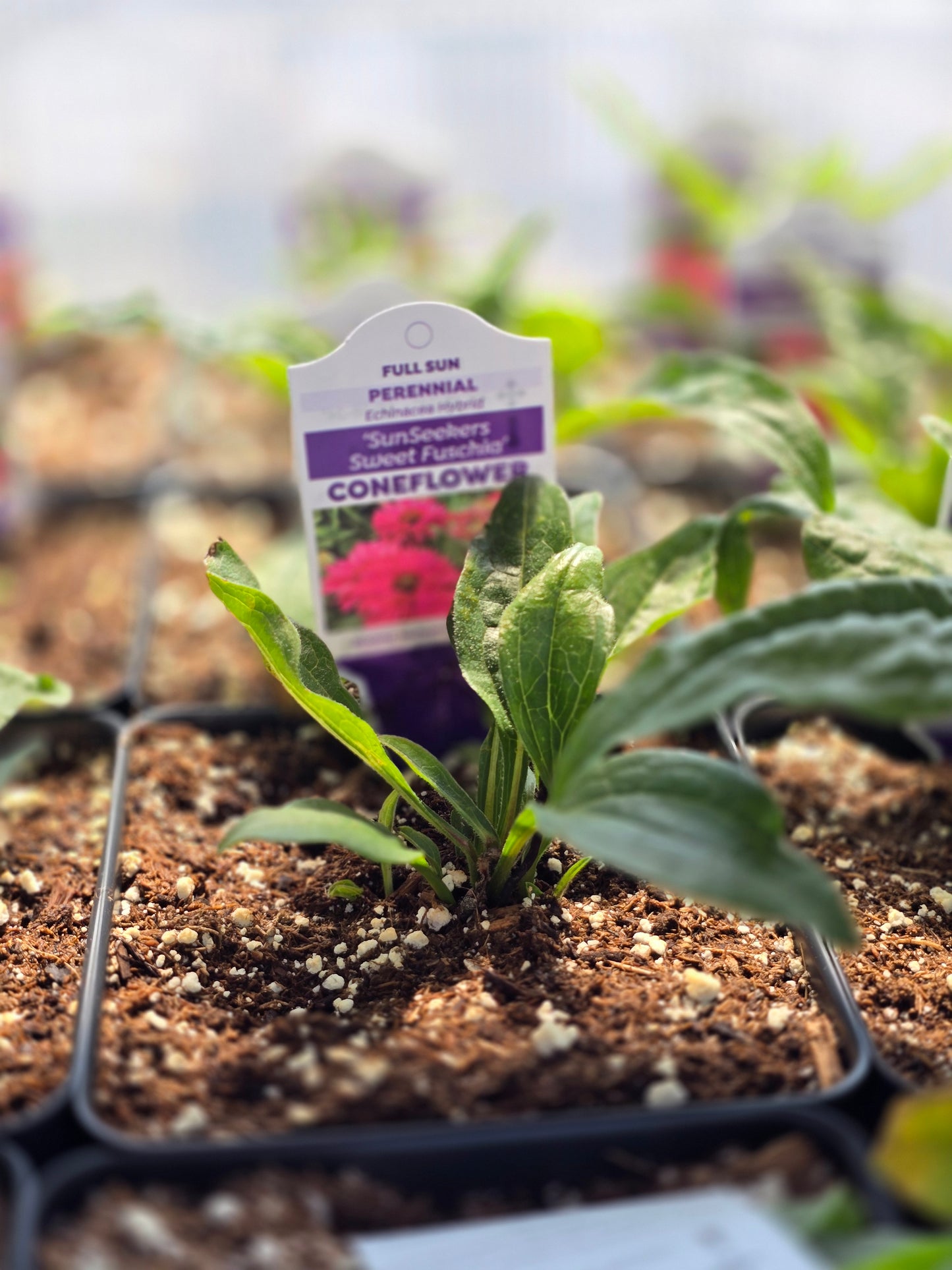 Echinacea Seedlings