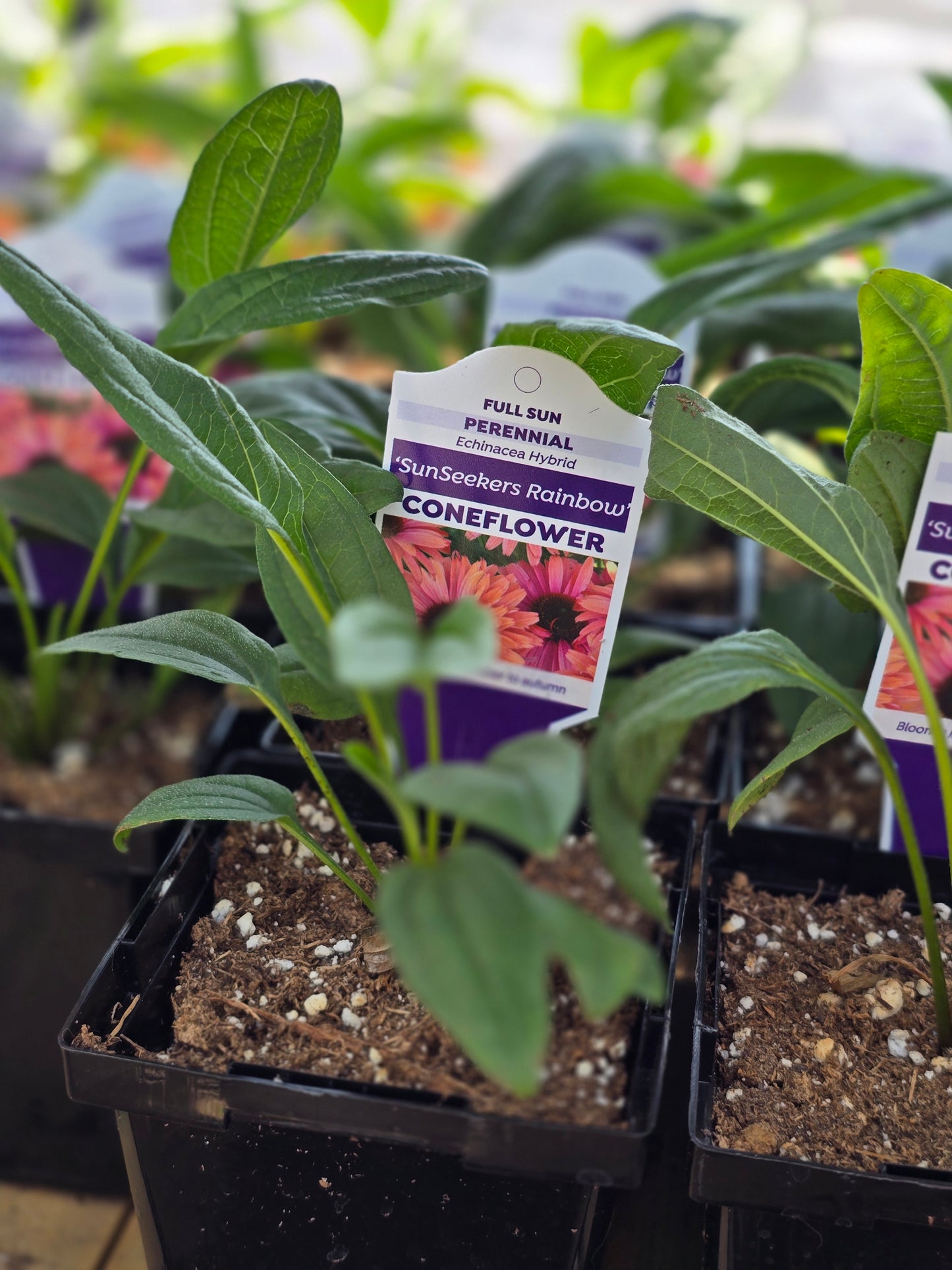 Echinacea Seedlings