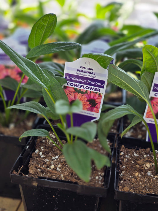 Echinacea Seedlings