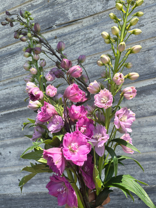 Delphinium Seedlings