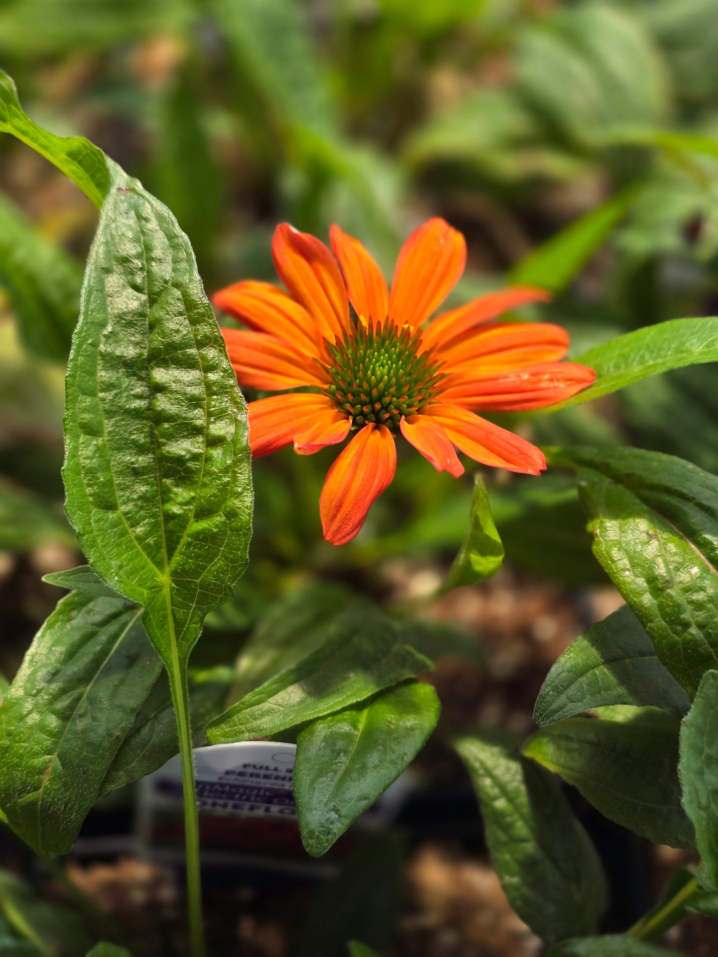 Echinacea Seedlings