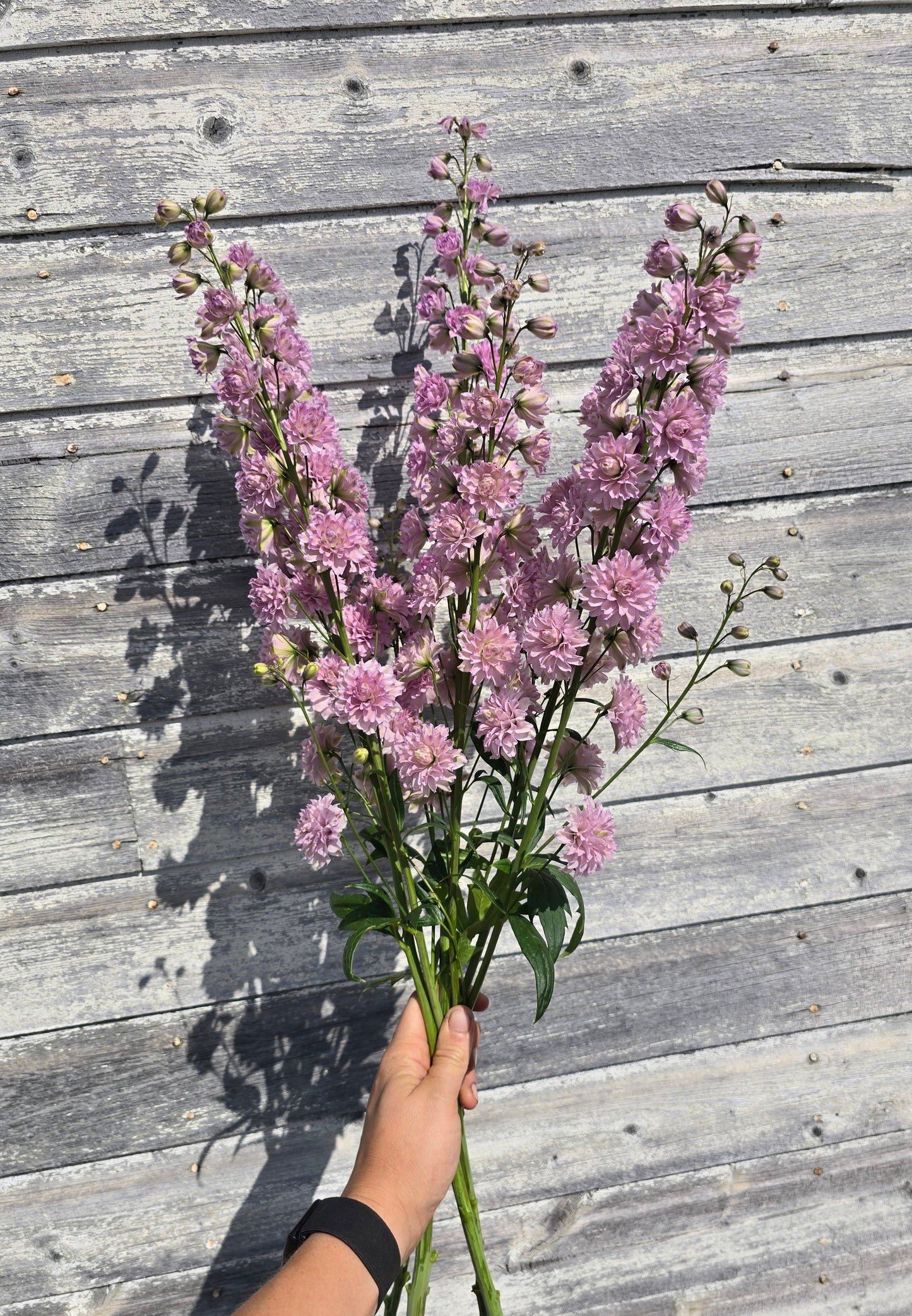 Highlander Mystery Sensation