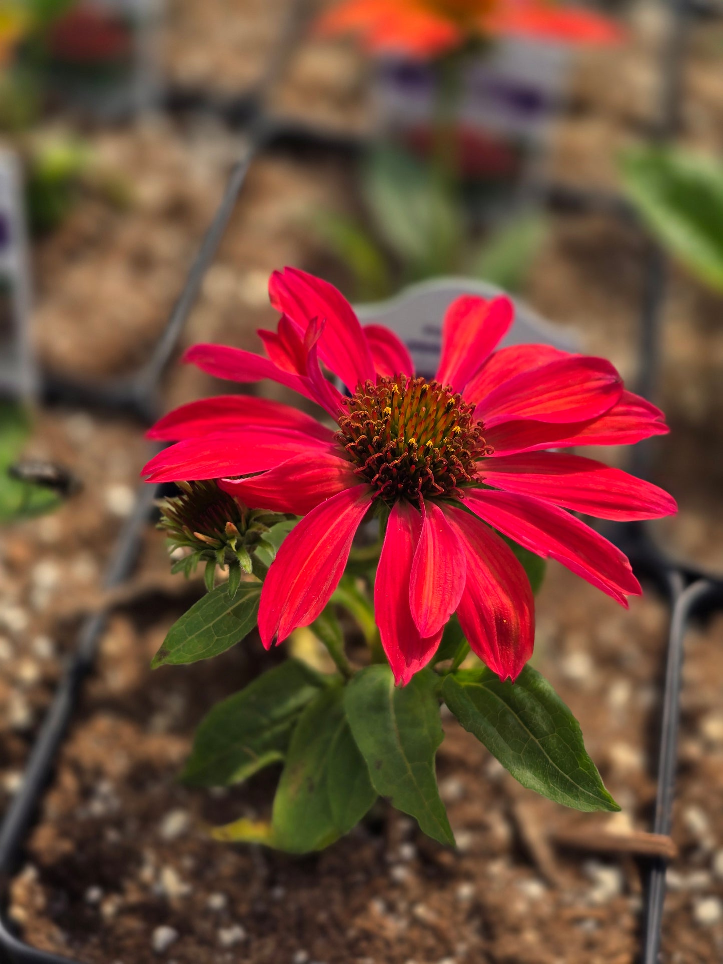 Echinacea Seedlings