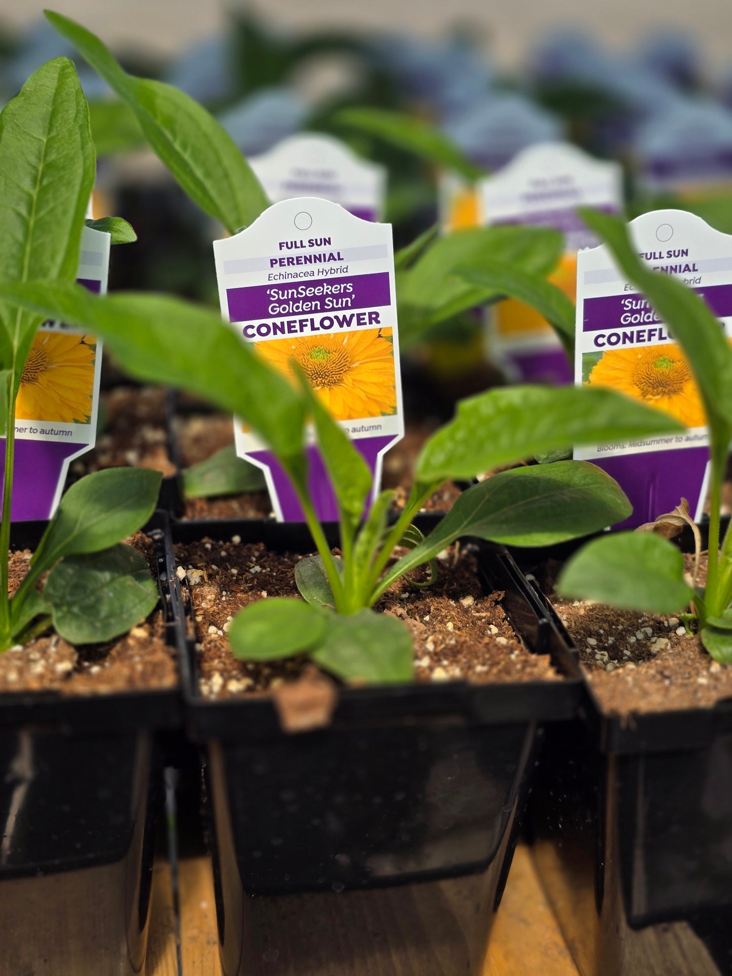Echinacea Seedlings