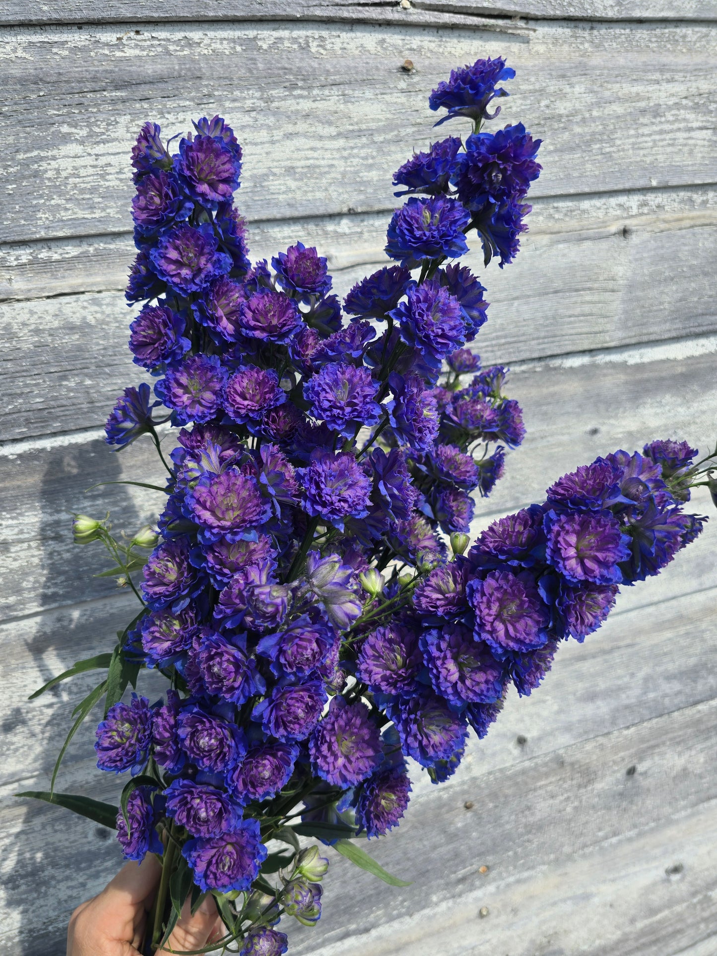 Highlander Sweet Sensation