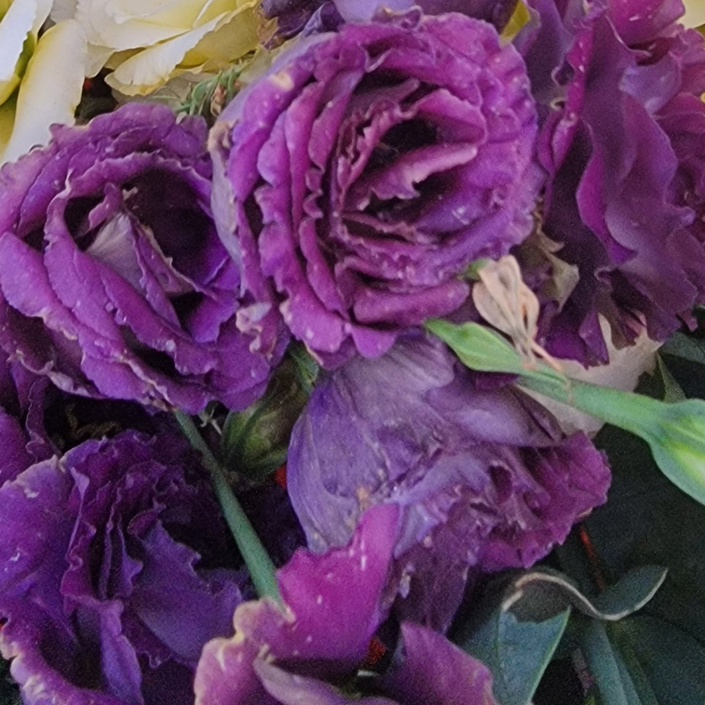 Lisianthus Starter Plants