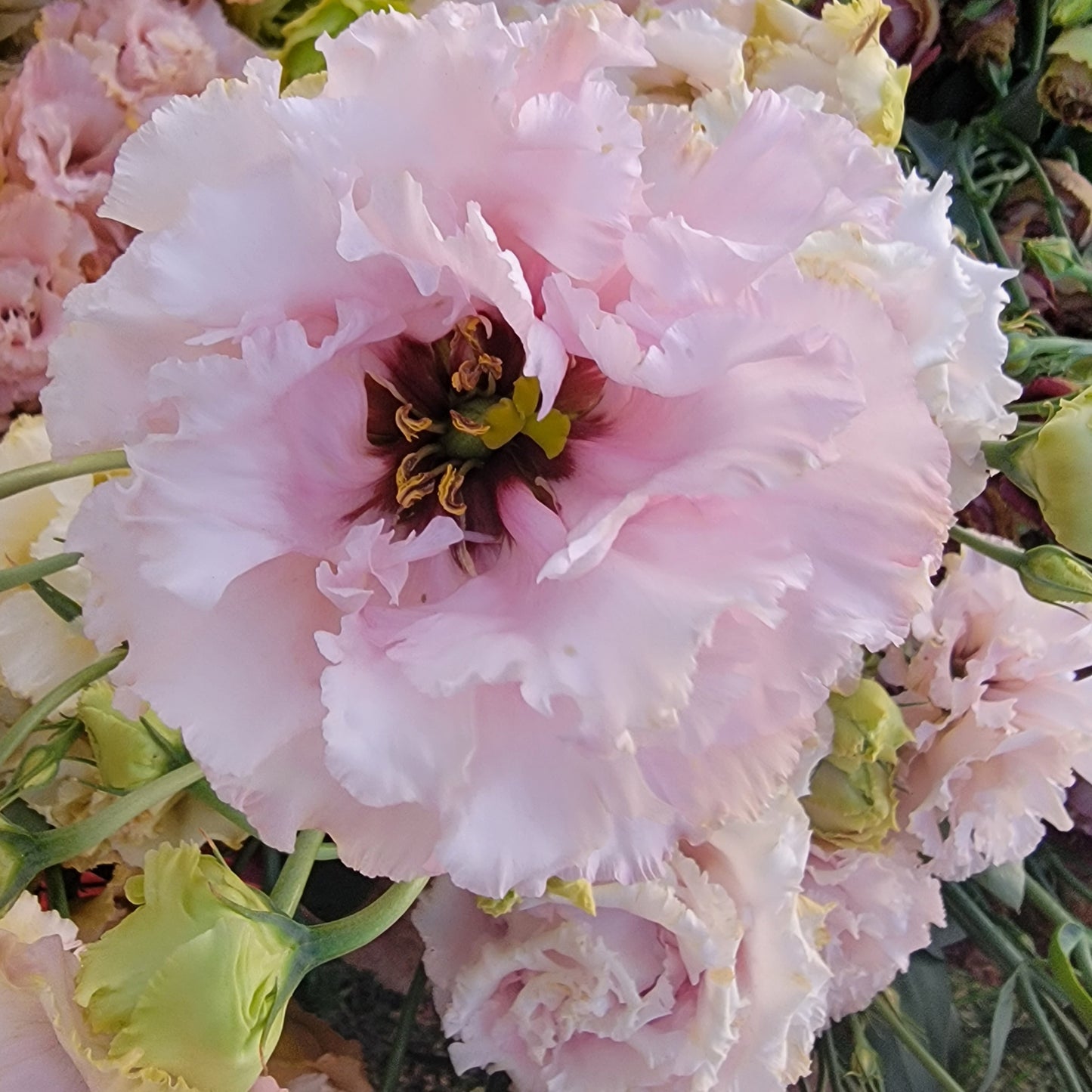 Lisianthus Starter Plants