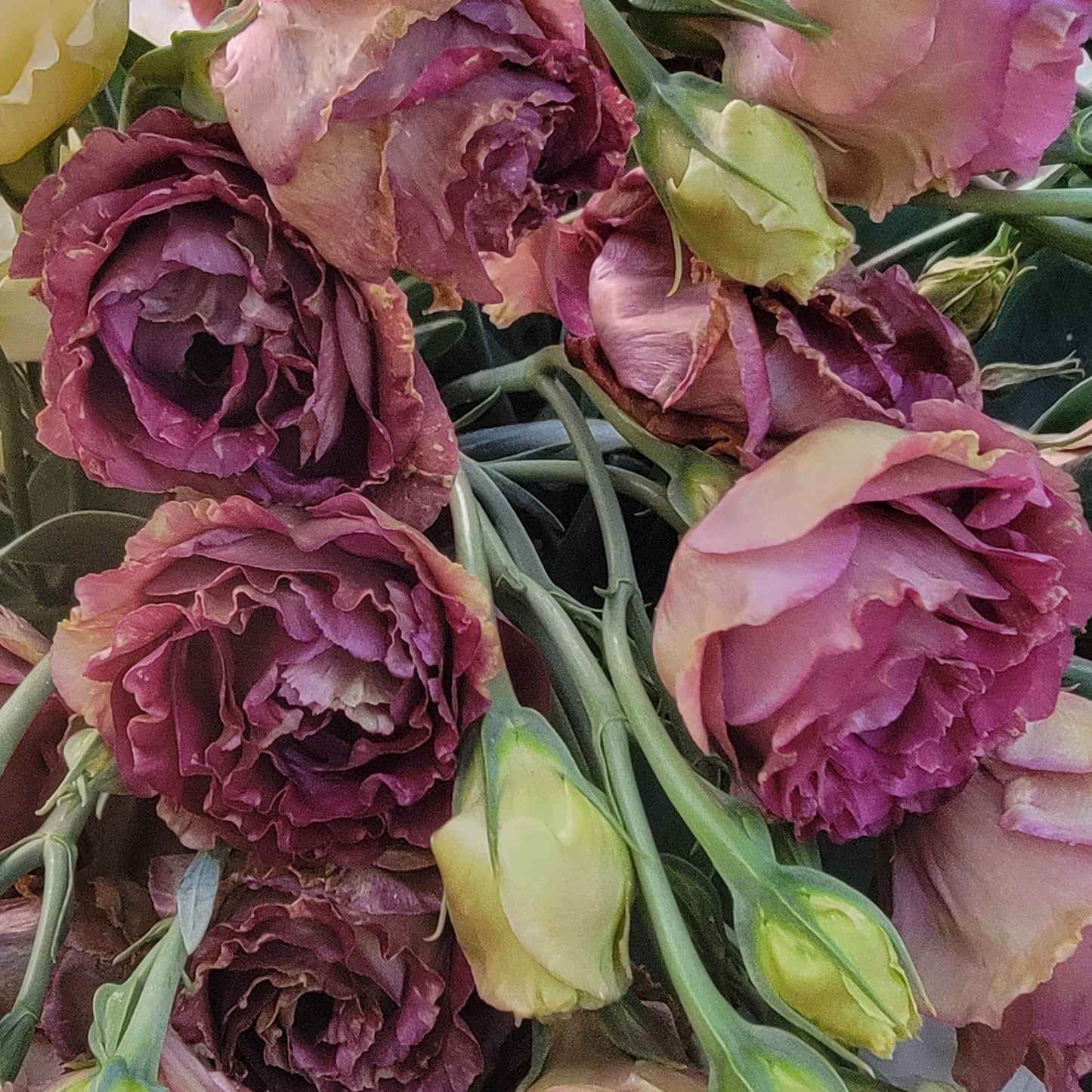 Lisianthus Starter Plants