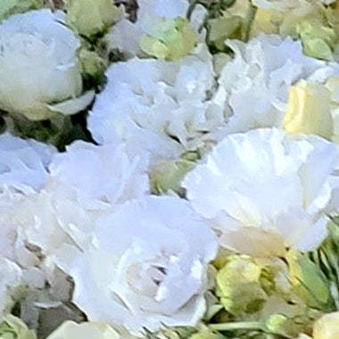 Lisianthus Starter Plants