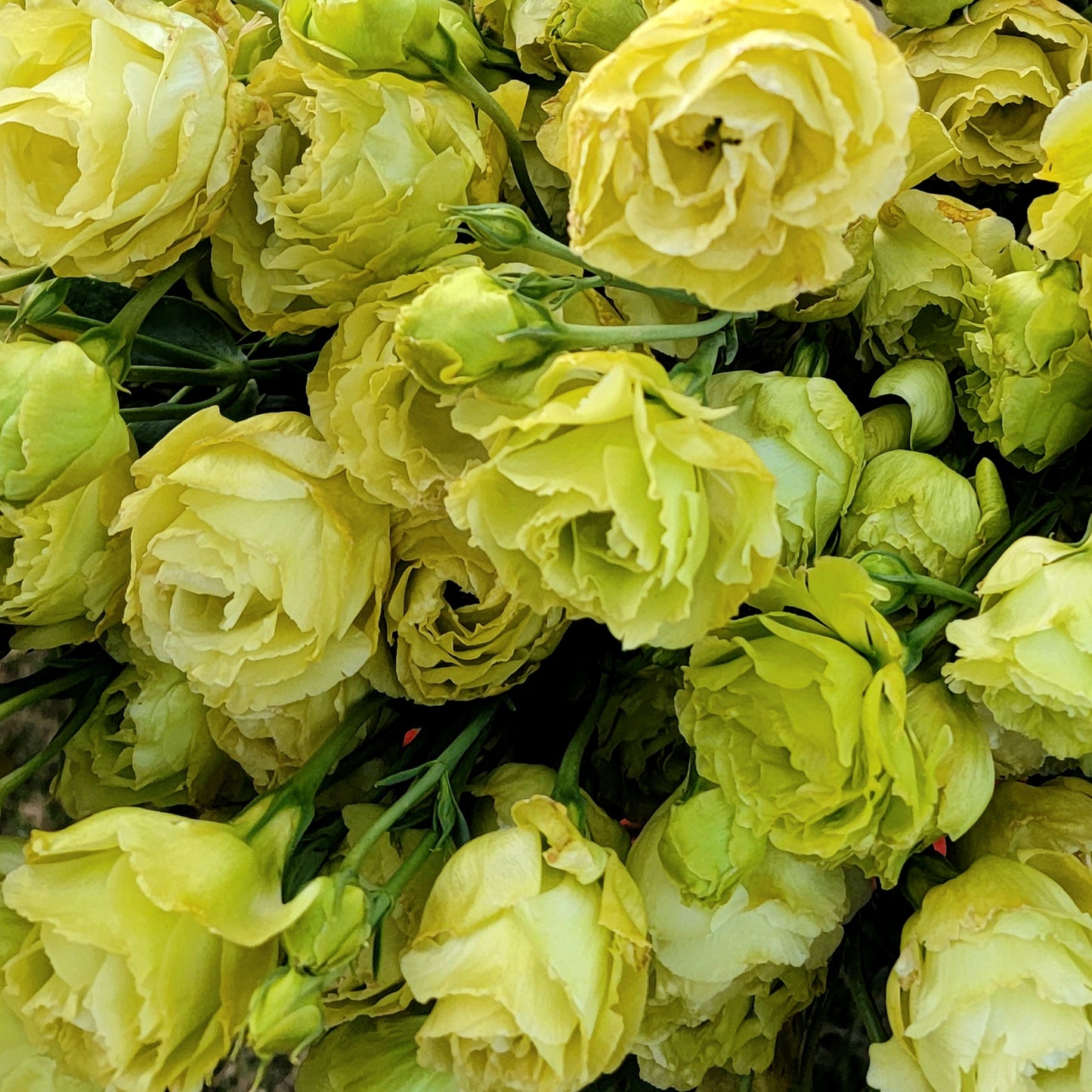 Lisianthus Starter Plants