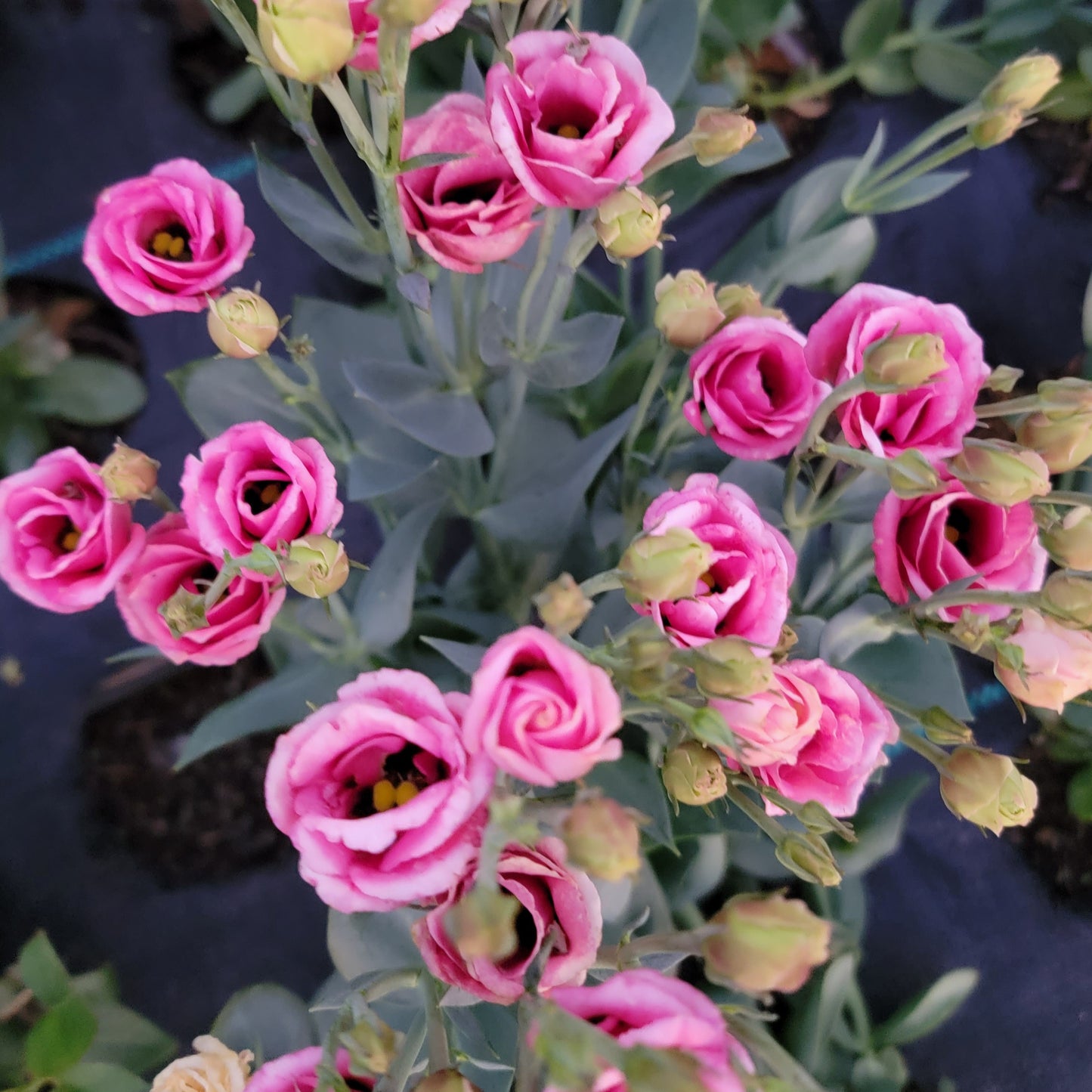 Lisianthus Starter Plants