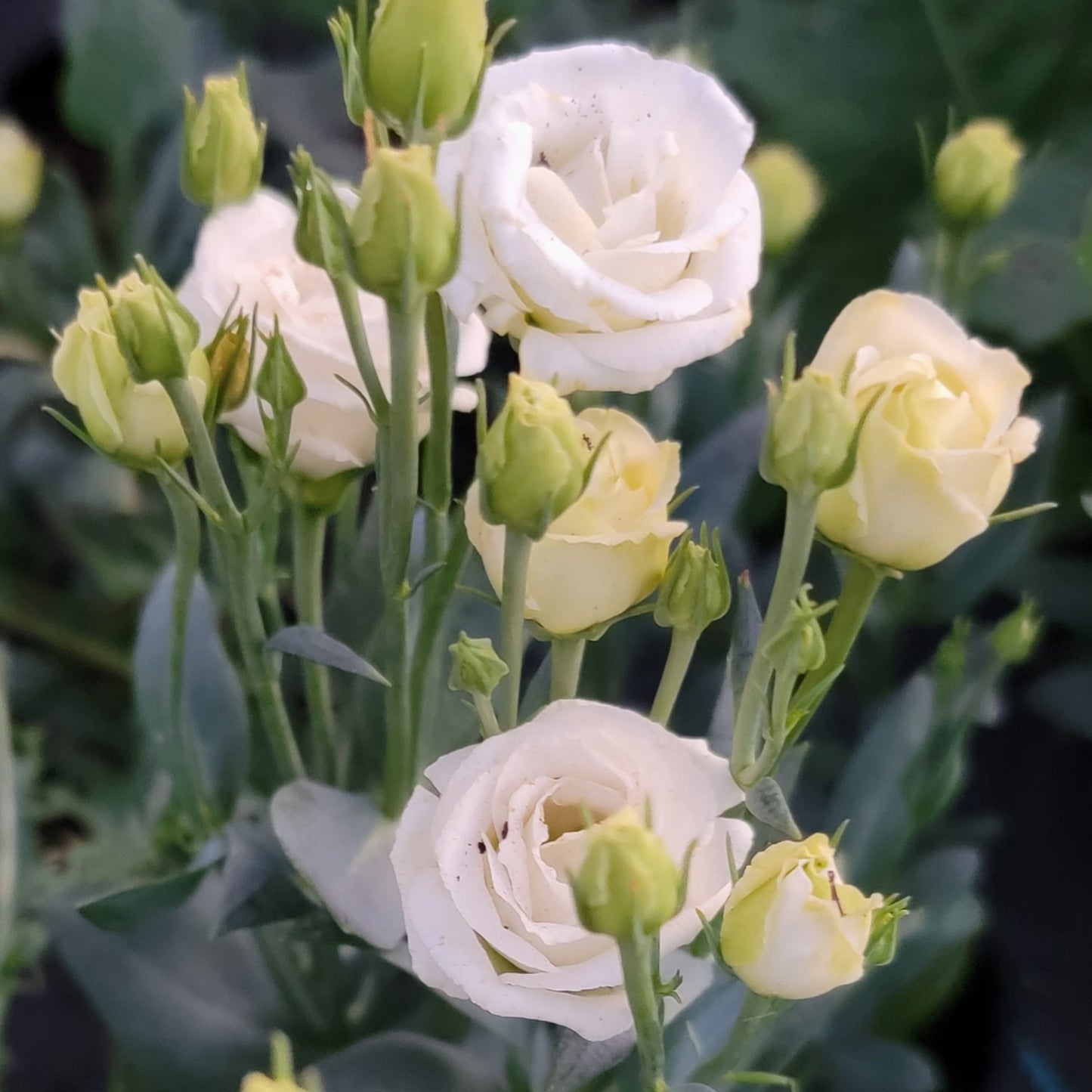 Lisianthus Starter Plants