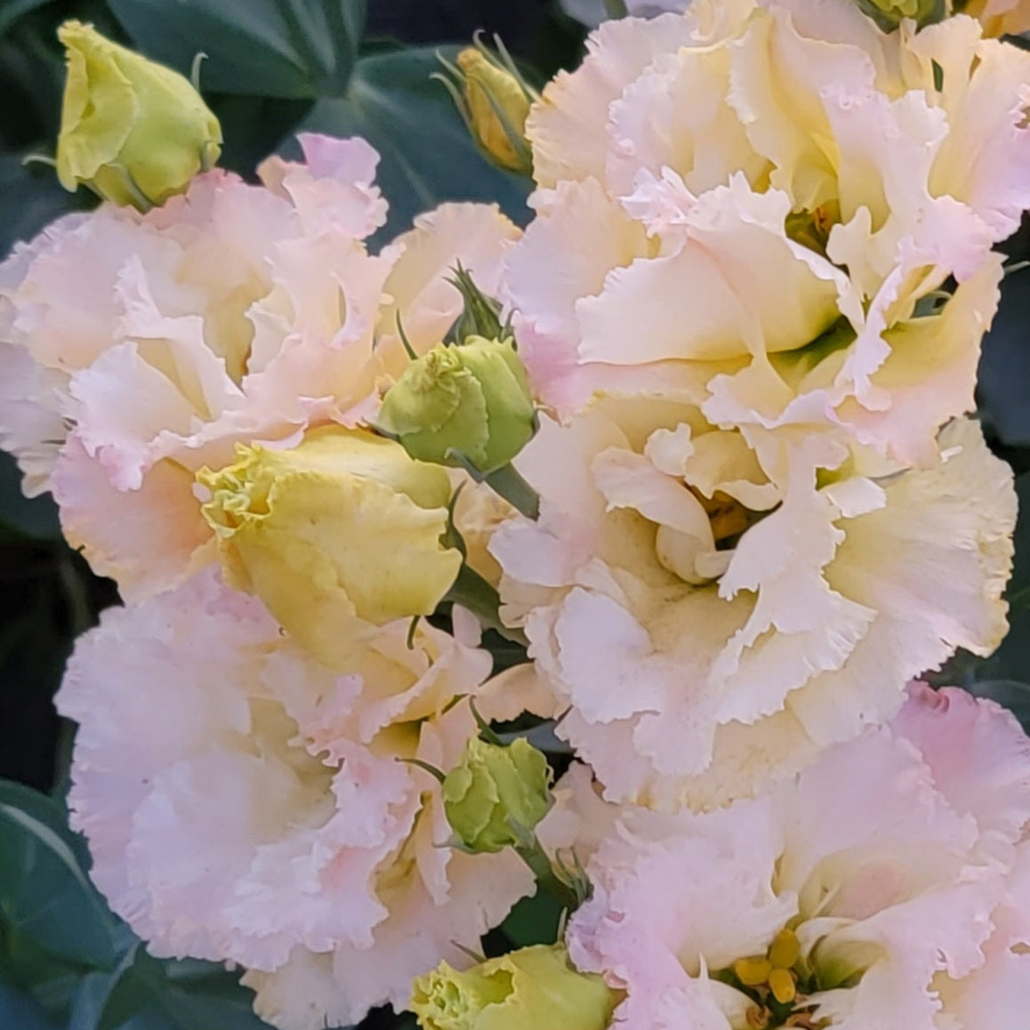 Lisianthus Starter Plants