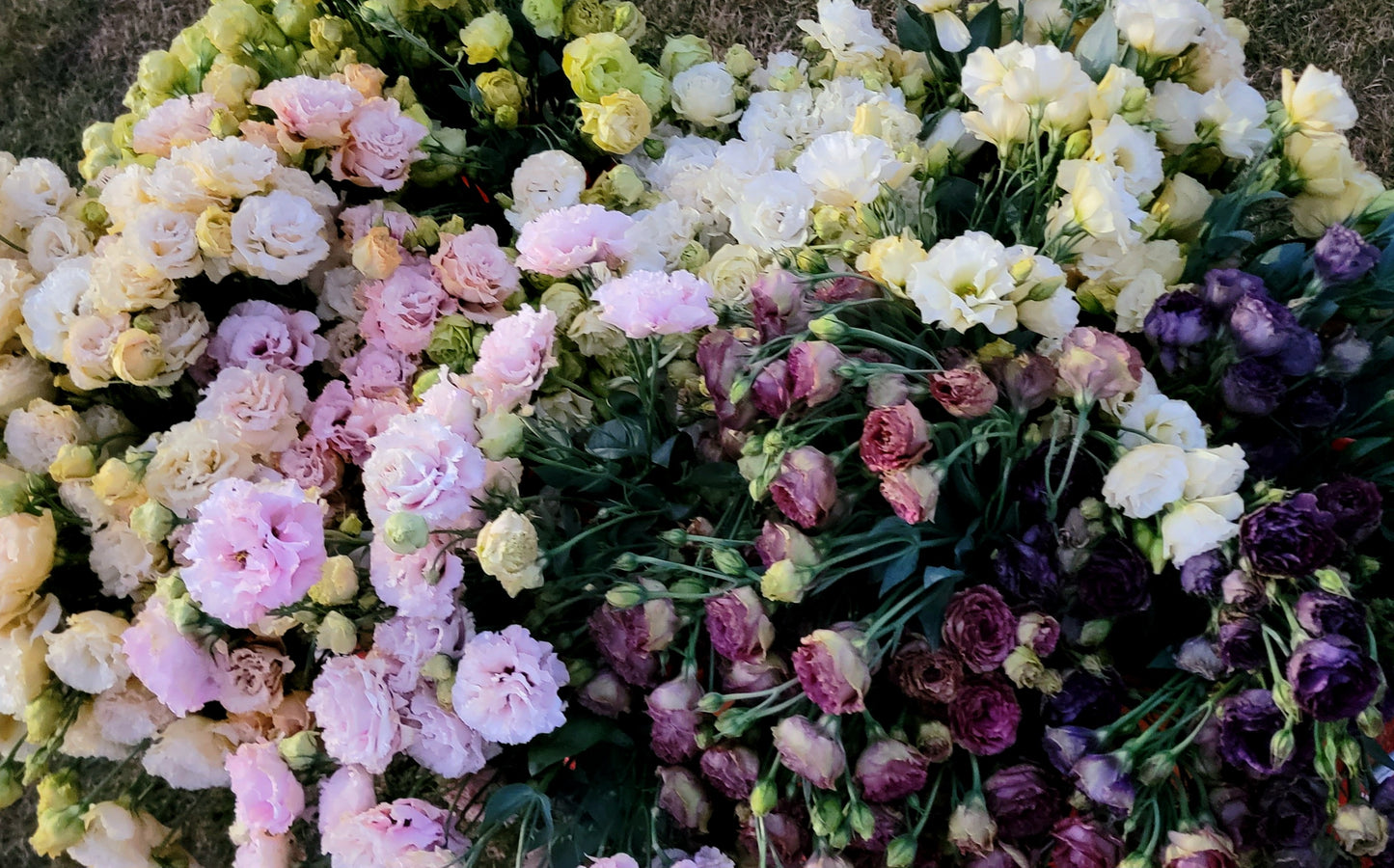 Lisianthus Starter Plants